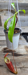 Nepenthes (viking x ampullaria "Red, Striped") x sumatrana ♂
