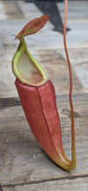 Nepenthes (viking x ampullaria "Red, Striped") x sumatrana ♂