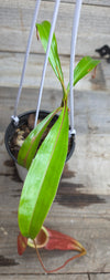 Nepenthes (viking x ampullaria "Red, Striped") x sumatrana ♂