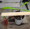 Nepenthes (viking x ampullaria "Red, Striped") x sumatrana ♂