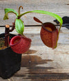 Nepenthes ampullaria "Red"