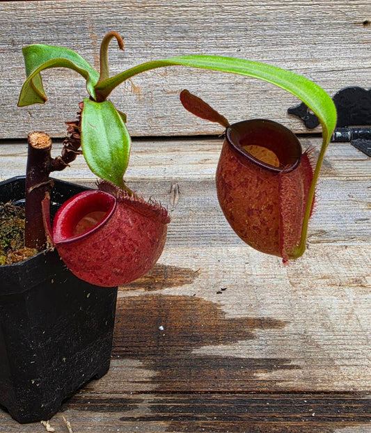 Nepenthes ampullaria "Red"