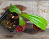 Nepenthes ampullaria "Red"