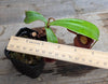 Nepenthes ampullaria "Red"