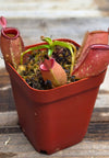 Nepenthes ampullaria "Red"