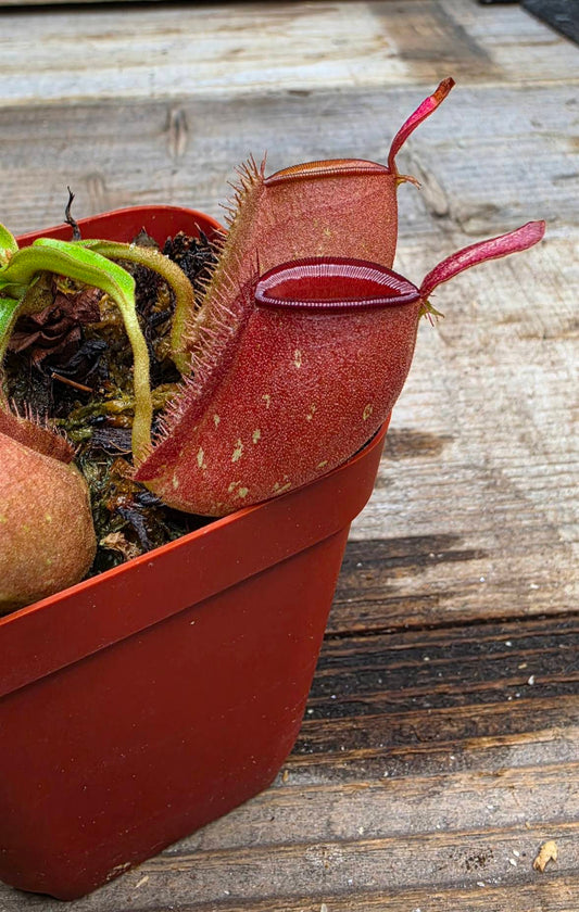 Nepenthes ampullaria "Red"
