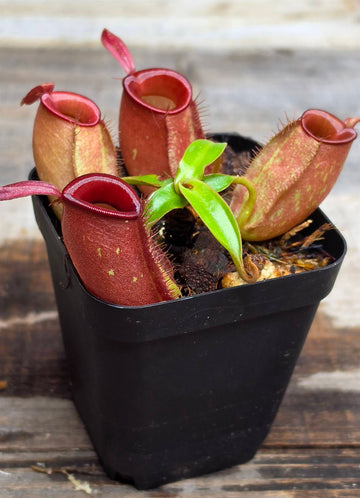 Nepenthes ampullaria "Red"