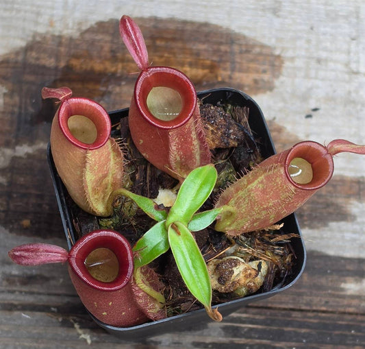 Nepenthes ampullaria "Red"