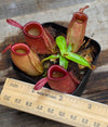 Nepenthes ampullaria "Red"