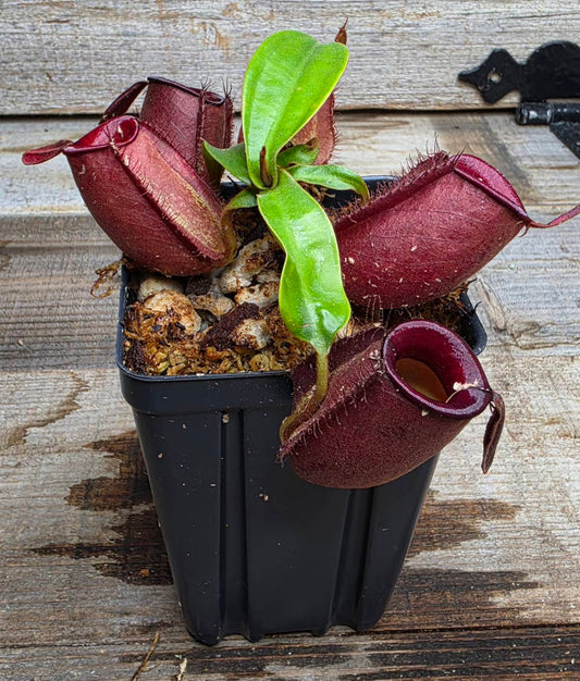 Nepenthes ampullaria "Red"
