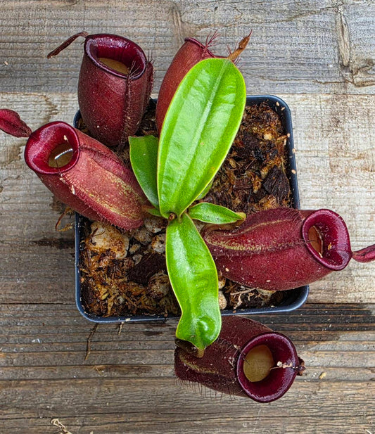 Nepenthes ampullaria "Red"