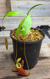 Nepenthes (viking x ampullaria "Red, Striped") x sumatrana ♂