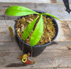 Nepenthes (viking x ampullaria "Red, Striped") x sumatrana ♂