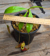Nepenthes (viking x ampullaria "Red, Striped") x sumatrana ♂