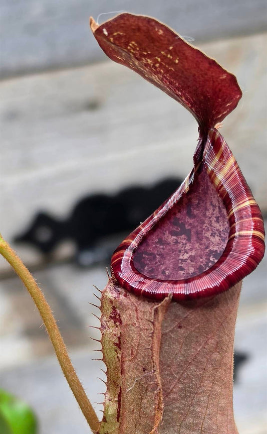 Nepenthes mirabilis x veitchii