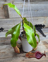 Nepenthes mirabilis x veitchii