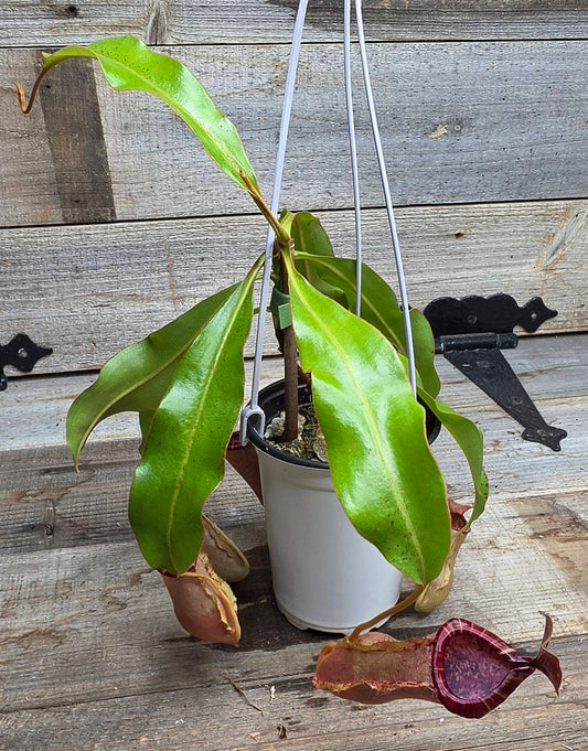 Nepenthes mirabilis x veitchii