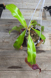 Nepenthes mirabilis x veitchii