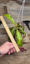 Nepenthes mirabilis x veitchii