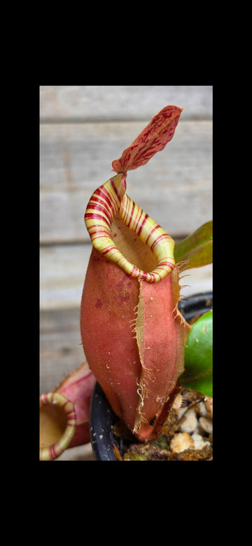 Nepenthes (viking x ampullaria) x veitchii ♂