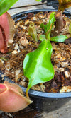 Nepenthes (viking x ampullaria) x veitchii ♂