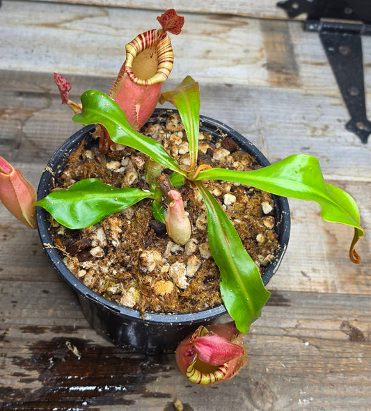 Nepenthes (viking x ampullaria) x veitchii ♂