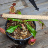 Nepenthes (viking x ampullaria) x veitchii ♂