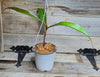 Nepenthes 'Suki'