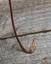 Nepenthes 'Suki'
