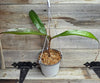 Nepenthes 'Suki'