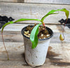 Nepenthes viking x northiana