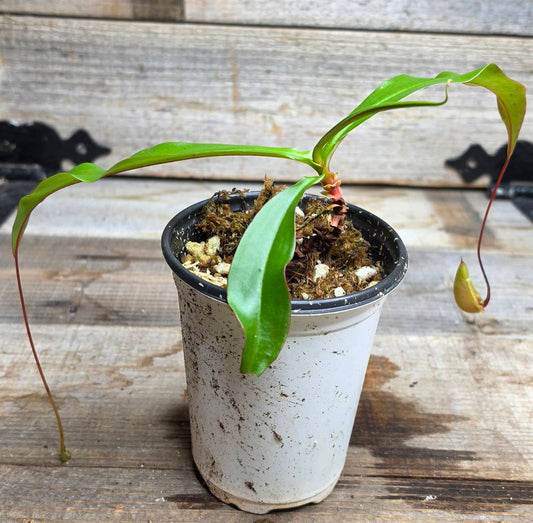 Nepenthes viking x northiana