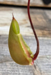 Nepenthes viking x northiana