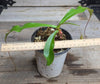 Nepenthes viking x northiana