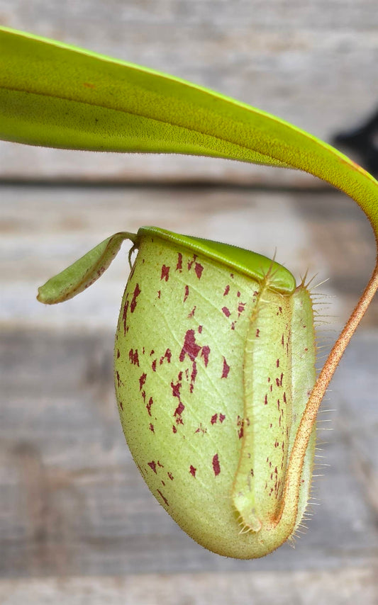 Nepenthes ampullaria "Green, Spotted"