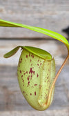 Nepenthes ampullaria "Green, Spotted"