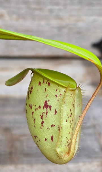 Nepenthes ampullaria "Green, Spotted"