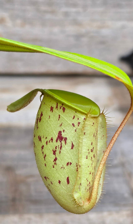 Nepenthes ampullaria "Green, Spotted"