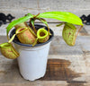 Nepenthes ampullaria "Green, Spotted"