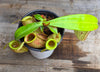 Nepenthes ampullaria "Green, Spotted"