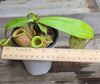 Nepenthes ampullaria "Green, Spotted"