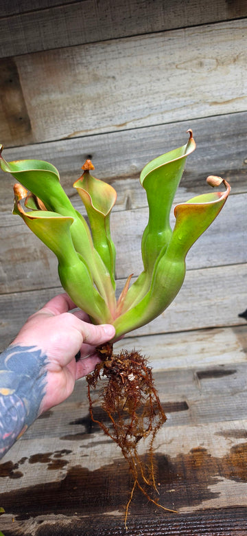 Heliamphora glabra x nutans