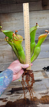 Heliamphora glabra x nutans
