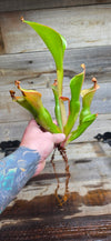 Heliamphora glabra x nutans