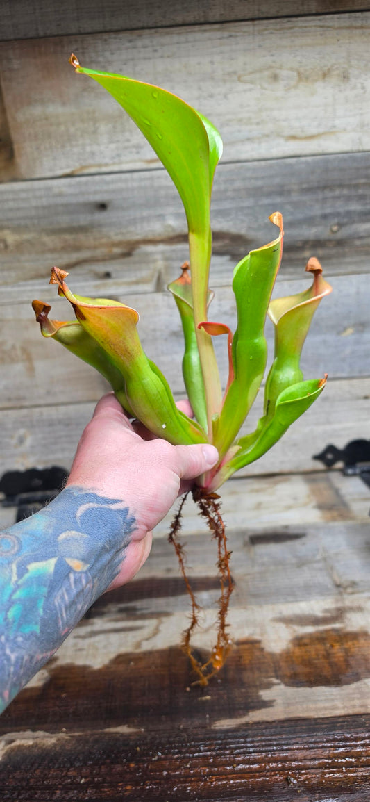 Heliamphora glabra x nutans