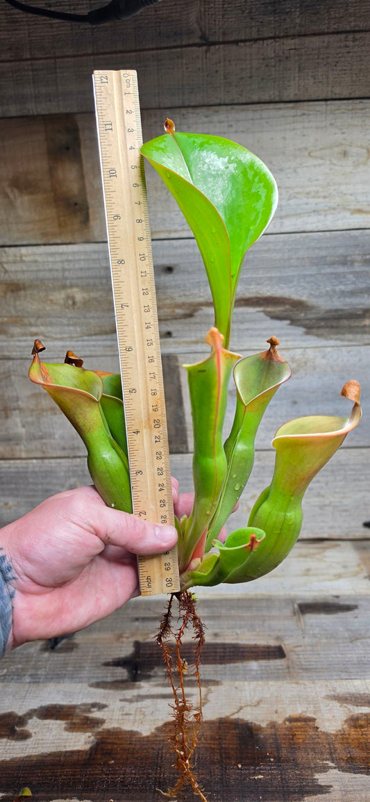 Heliamphora glabra x nutans