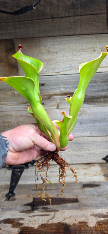 Heliamphora glabra x nutans
