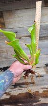 Heliamphora glabra x nutans