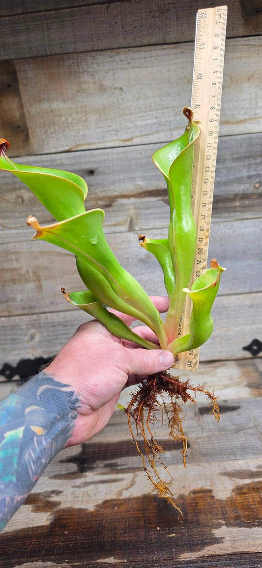 Heliamphora glabra x nutans