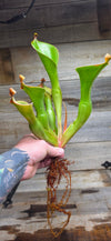 Heliamphora glabra x nutans